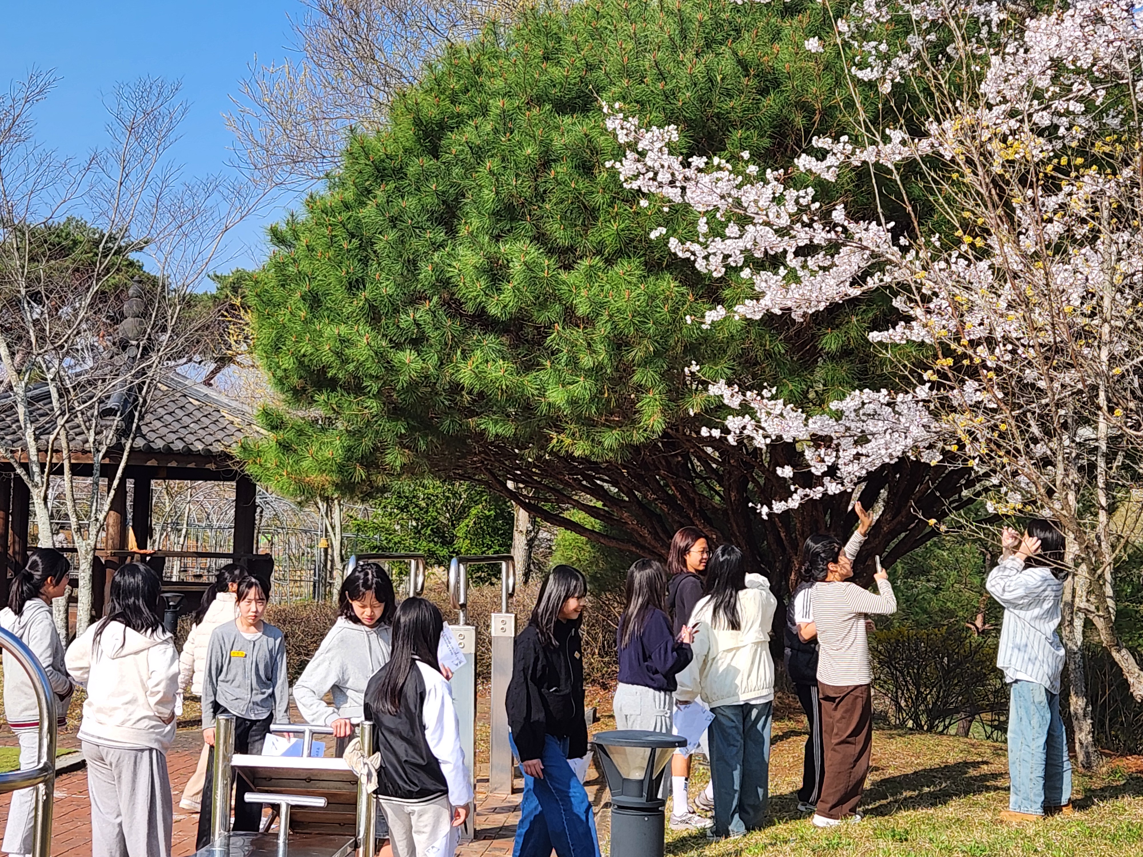 벚꽃아래 융합수업
